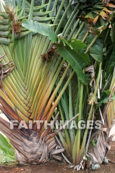 fan palm, palm, fan, maui tropical plantation, maui, hawaii, palms, fans