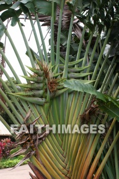 fan palm, palm, fan, maui tropical plantation, maui, hawaii, palms, fans