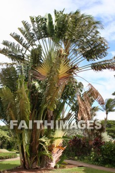 fan palm, palm, fan, maui tropical plantation, maui, hawaii, palms, fans