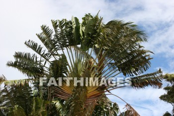 fan palm, palm, fan, maui tropical plantation, maui, hawaii, palms, fans
