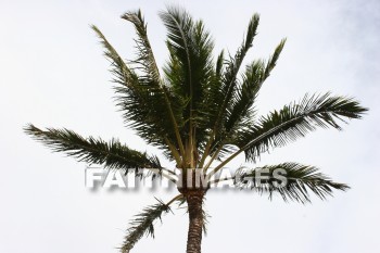 fan palm, palm, fan, maui tropical plantation, maui, hawaii, palms, fans