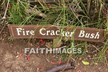 sign, fire cracker bush, maui tropical plantation, maui, hawaii, signs