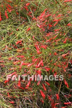 fire cracker bush, red flowers, red, flower, maui tropical plantation, maui, hawaii, flowers