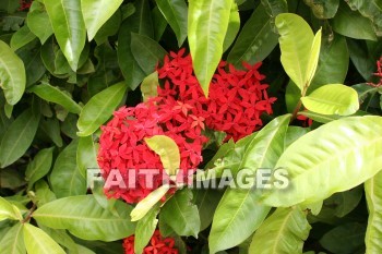 ixora, red flowers, red, flower, maui tropical plantation, maui, hawaii, flowers