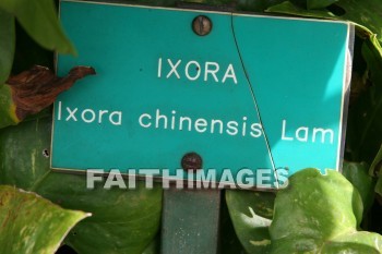 sign, ixora, flower, maui tropical plantation, maui, hawaii, signs, flowers