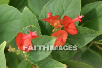 red flowers, red, flower, maui tropical plantation, maui, hawaii, flowers