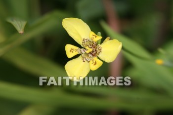 yellow flowers, yellow, flower, maui tropical plantation, maui, hawaii, yellows, flowers