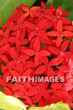 ixora, red flowers, red, flower, maui tropical plantation, maui, hawaii, flowers