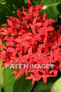 ixora, red flowers, red, flower, maui tropical plantation, maui, hawaii, flowers