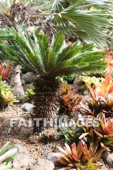 palm tree, palm, tree, maui tropical plantation, maui, hawaii, palms, trees