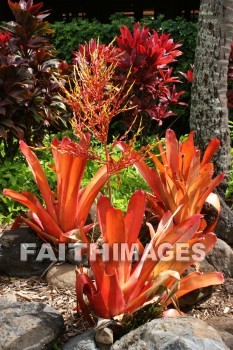 orange leaves, orange, leaf, maui tropical plantation, maui, hawaii, oranges, leaves