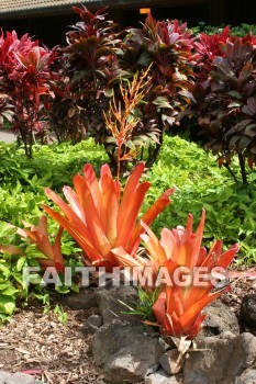 orange leaves, orange, leaf, maui tropical plantation, maui, hawaii, oranges, leaves