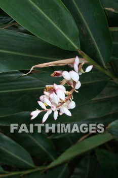 white flowers, white, flower, maui tropical plantation, maui, hawaii, whites, flowers