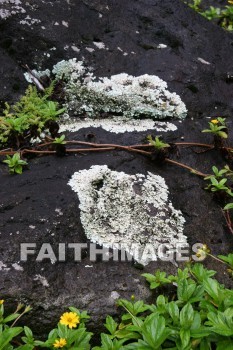 fungus, lichen, river, river rock, iao needle, cinder cone, pinnacle, iao valley, maui, hawaii, fungi, funguses, lichens, rivers, pinnacles
