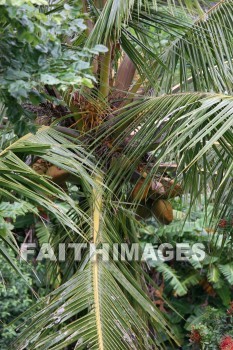 coconut, coconut palm, palm, tree, iao needle, cinder cone, pinnacle, iao valley, maui, hawaii, coconuts, palms, trees, pinnacles