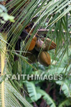 coconut, coconut palm, palm, tree, iao needle, cinder cone, pinnacle, iao valley, maui, hawaii, coconuts, palms, trees, pinnacles