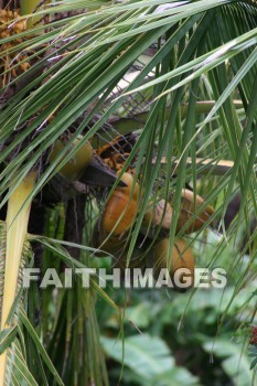 coconut, coconut palm, palm, tree, iao needle, cinder cone, pinnacle, iao valley, maui, hawaii, coconuts, palms, trees, pinnacles