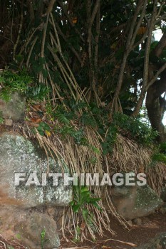 root, tree, iao needle, cinder cone, pinnacle, iao valley, maui, hawaii, roots, trees, pinnacles