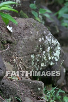 fungus, lichen, river, river rock, iao needle, cinder cone, pinnacle, iao valley, maui, hawaii, fungi, funguses, lichens, rivers, pinnacles