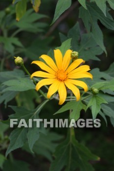 yellow flowers, yellow, flower, iao needle, cinder cone, pinnacle, iao valley, maui, hawaii, yellows, flowers, pinnacles