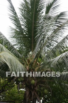 coconut, coconut palm, iao needle, cinder cone, pinnacle, iao valley, maui, hawaii, coconuts, pinnacles