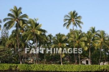 palm, palm trees, kona, island of hawaii, hawaii, palms