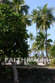 palm trees, pu'uhonua o honaunau national historical park, kona, island of hawaii, hawaii