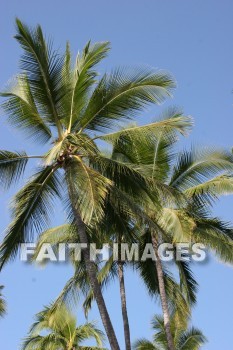 palm trees, pu'uhonua o honaunau national historical park, kona, island of hawaii, hawaii