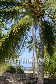 palm trees, pu'uhonua o honaunau national historical park, kona, island of hawaii, hawaii