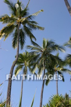 palm trees, pu'uhonua o honaunau national historical park, kona, island of hawaii, hawaii