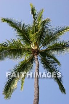 palm trees, pu'uhonua o honaunau national historical park, kona, island of hawaii, hawaii