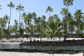 palm trees, pu'uhonua o honaunau national historical park, kona, island of hawaii, hawaii