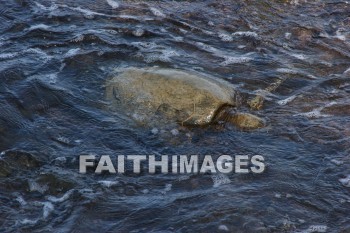 sea turtle, basking hawaiian sea turtle, pu'uhonua o honaunau national historical park, kona, island of hawaii, hawaii