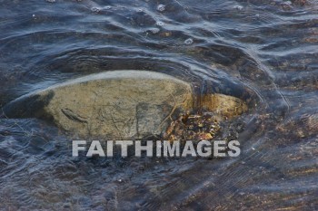 sea turtle, basking hawaiian sea turtle, pu'uhonua o honaunau national historical park, kona, island of hawaii, hawaii