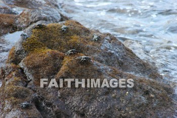 crab, rock, pu'uhonua o honaunau national historical park, kona, island of hawaii, hawaii, crabs, rocks