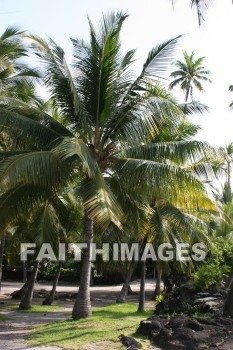 palm, palm trees, tree, pu'uhonua o honaunau national historical park, kona, island of hawaii, hawaii, palms, trees