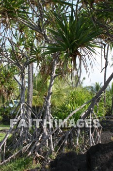 palm, palm trees, tree, pu'uhonua o honaunau national historical park, kona, island of hawaii, hawaii, palms, trees