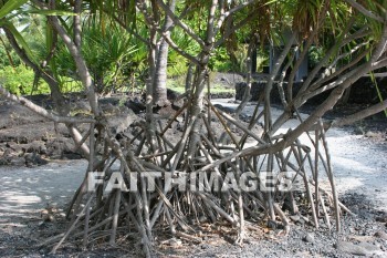 root, tree roots, tree, pu'uhonua o honaunau national historical park, kona, island of hawaii, hawaii, roots, trees