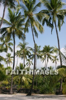 palm, palm trees, tree, pu'uhonua o honaunau national historical park, kona, island of hawaii, hawaii, palms, trees