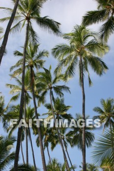 palm, palm trees, tree, pu'uhonua o honaunau national historical park, kona, island of hawaii, hawaii, palms, trees