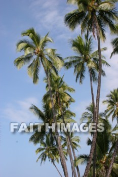palm, palm trees, tree, pu'uhonua o honaunau national historical park, kona, island of hawaii, hawaii, palms, trees