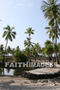 palm, palm trees, tree, beach, bay, ocean, sea, sand, pu'uhonua o honaunau national historical park, kona, island of hawaii, hawaii, palms, trees, beaches, bays, oceans, seas, sands