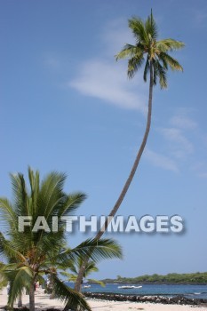 palm, palm trees, tree, beach, bay, ocean, sea, sand, pu'uhonua o honaunau national historical park, kona, island of hawaii, hawaii, palms, trees, beaches, bays, oceans, seas, sands