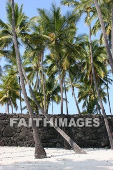 palm, palm trees, tree, sand, pu'uhonua o honaunau national historical park, kona, island of hawaii, hawaii, palms, trees, sands