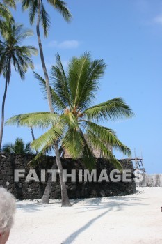 palm, palm trees, tree, sand, pu'uhonua o honaunau national historical park, kona, island of hawaii, hawaii, palms, trees, sands