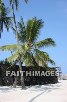 palm, palm trees, tree, sand, pu'uhonua o honaunau national historical park, kona, island of hawaii, hawaii, palms, trees, sands