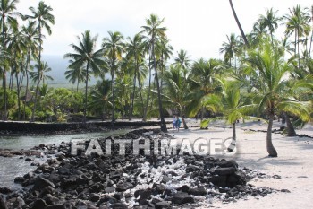 palm, palm trees, tree, beach, bay, ocean, sea, sand, pu'uhonua o honaunau national historical park, kona, island of hawaii, hawaii, palms, trees, beaches, bays, oceans, seas, sands