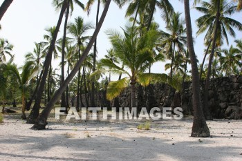 palm trees, palm, tree, pu'uhonua o honaunau national historical park, kona, island of hawaii, hawaii, palms, trees