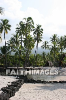 palm trees, palm, tree, pu'uhonua o honaunau national historical park, kona, island of hawaii, hawaii, palms, trees