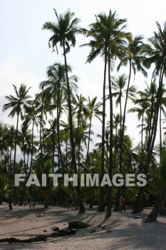 palm trees, palm, tree, pu'uhonua o honaunau national historical park, kona, island of hawaii, hawaii, palms, trees